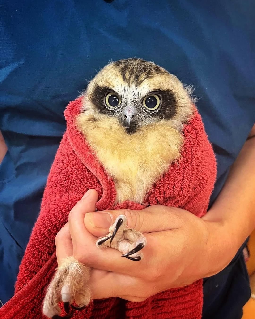 Orphaned but thriving in Australia