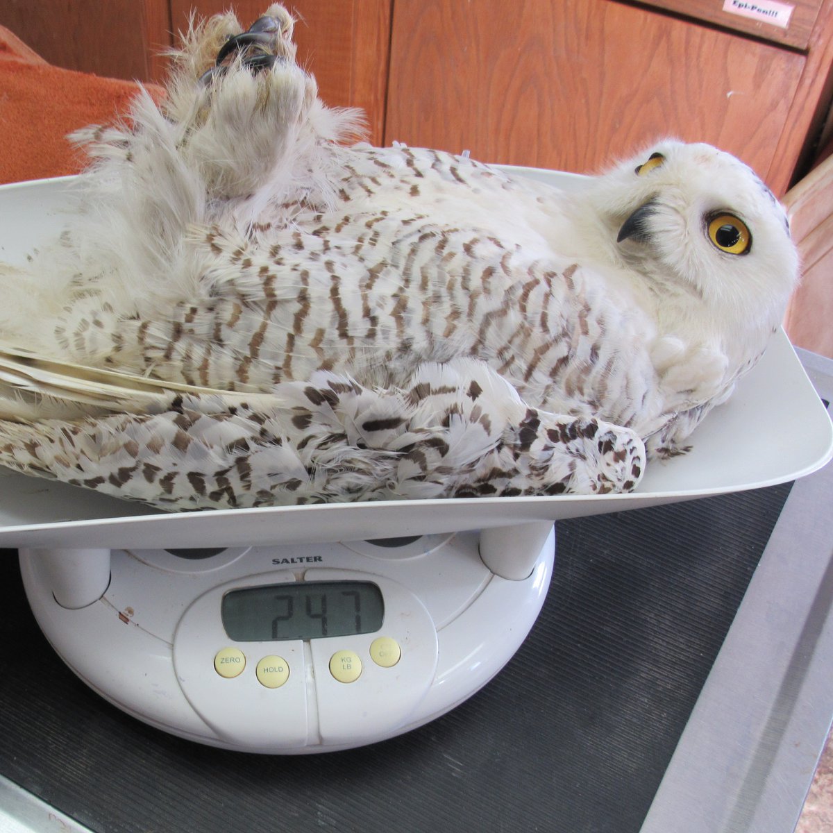 The owl is on her back, inside a plastic tray forming part of a set of scales.