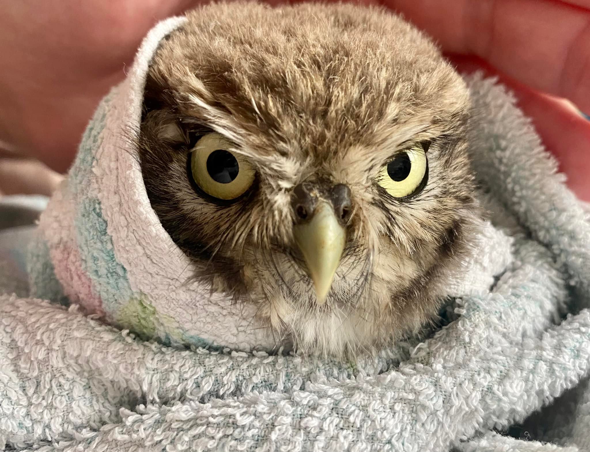 Dazed little owl fledgling
