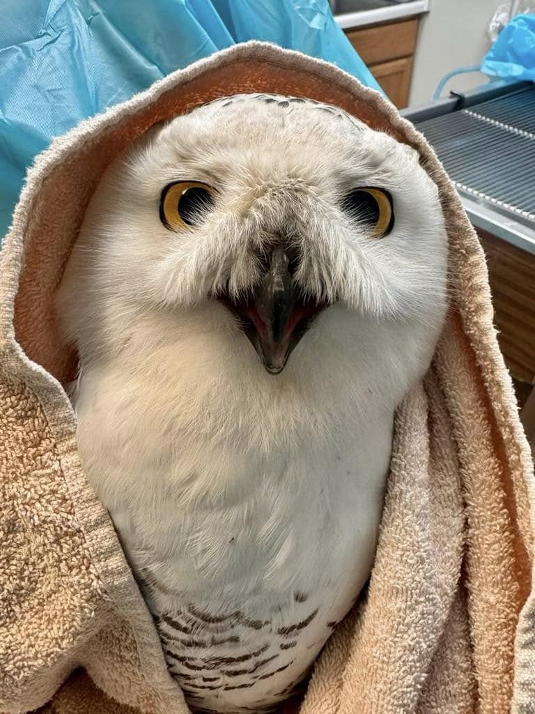 Snowy visitor at O&rsquo;Hare