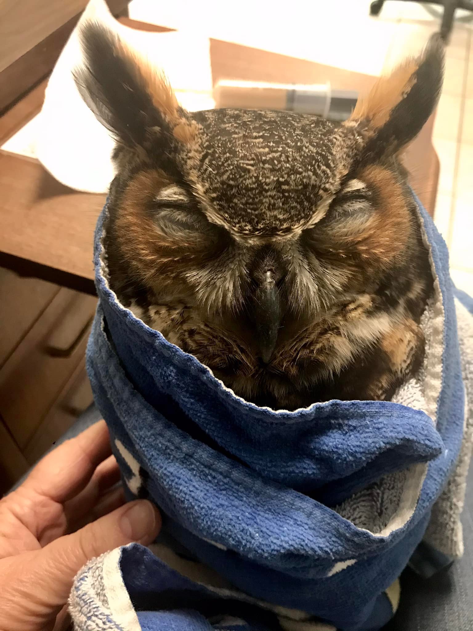 GHOW recovers from toxicosis