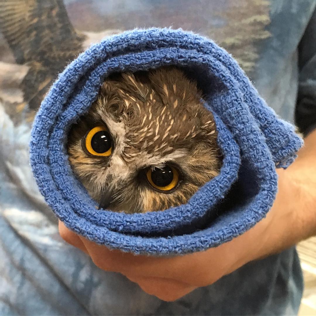 A Saw-whet Owl with golden eyes stares into the camera while encased in a tight cornflower blue towel. It is possibly one of the neatest wraps pictured to date, with the camera looking squarely "down the barrel" of the towel, so to speak. The cross section of owl is almost all forehead; coffee brown with streaks of cream. The feathers are slightly ruffled and spiral around a discernible whorl above one eye. The pupils are wide and a deep glossy black, each reflecting a pair of ceiling lights.

We tend to project human emotions onto wild animals, even when they are unsuited to the situation. That said, it feels impossible to describe this owl as anything but angry. The brow seems more furrowed than your typical owl; the 30 degree rotation of the wrap (and the owl within) only adds to its look of indignity at being so unreasonably detained.