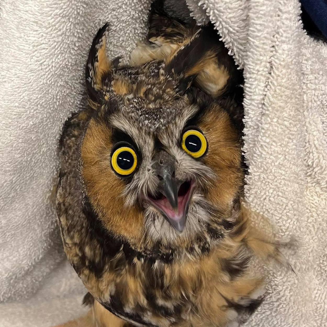 This Long-Eared Owl appears to be suspended in a sling made from a cream towel. The owl's beak and yellow eyes are wide open - punctuating an expression of shock and annoyance. You can almost hear the screeching through the pixels. Some ruffled head feathers, including the quote-unquote "ears" (which are in fact long feathers) accentuate the owl's wayward look.