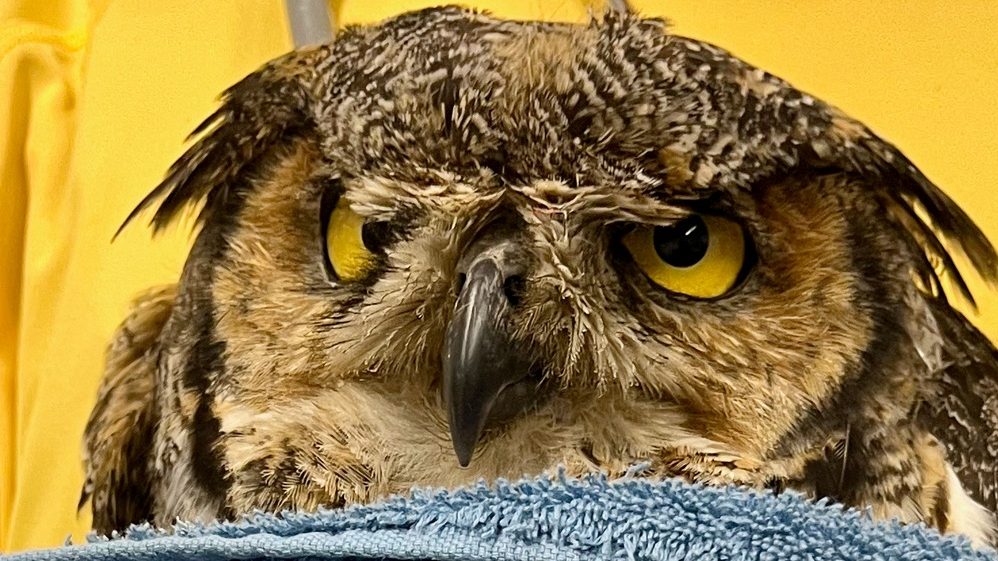 Same photo but zoomed in on the expression of the owl