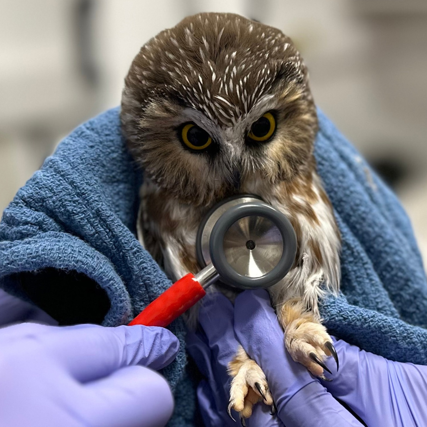 A tiny Saw-whet Owl is cradled upright in a blue towel. Three hands - each wearing the same type of purple nitrile glove - surround the patient and through the power of deductive reasoning we can say at least two people are present. One hand lightly pinches the owl's legs between their fingers, with long pointy talons emerging from the owl's fuzzy toes like fangs.... Fangs of the feet. A stethoscope with a bright-red handle is applied to the owl's chest, looked upon by the owl with cross-eyed astonishment.