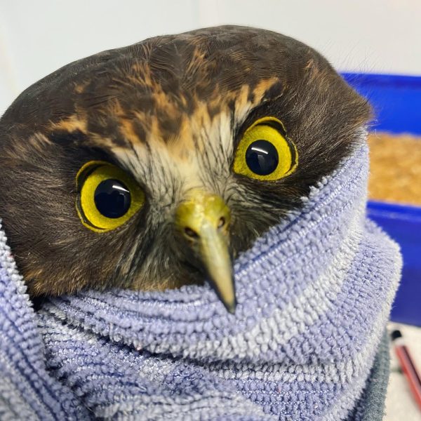 Springtime Appeal for BCA