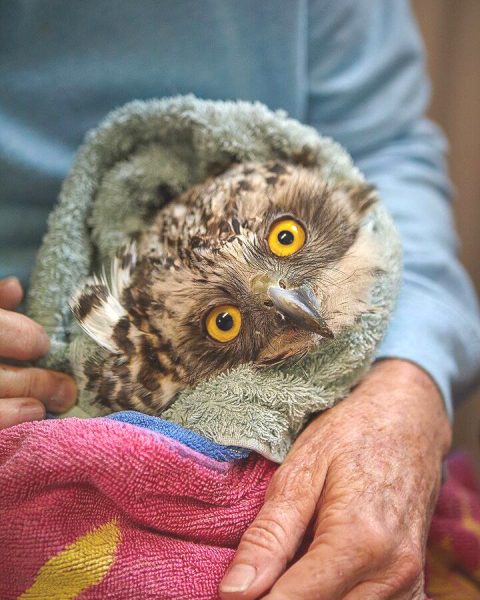Powerful Owl with torticollis