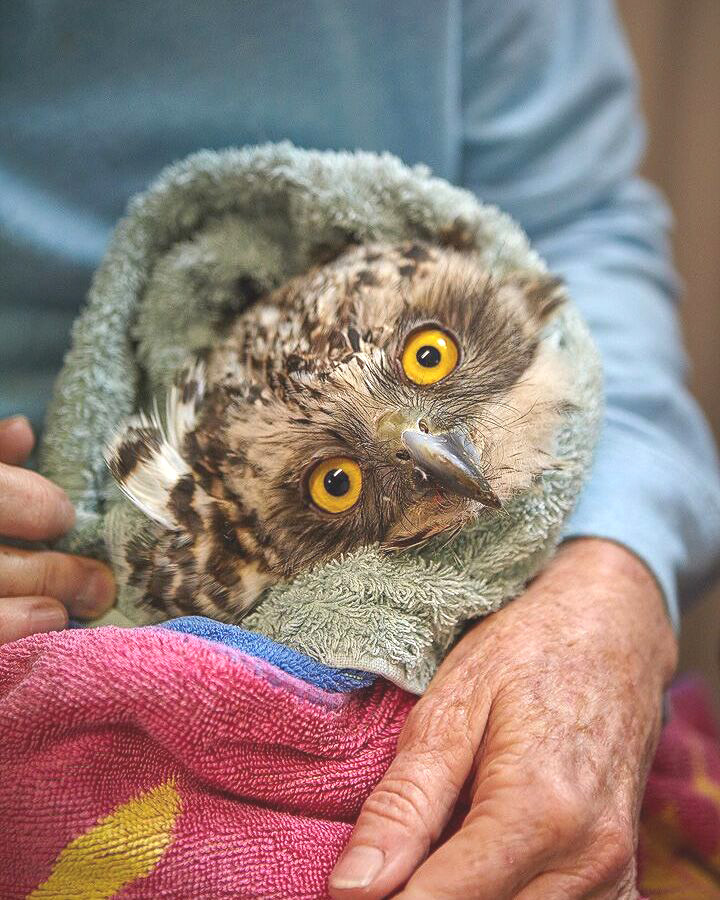 A Powerful Owl with intense yellow eyes gazes at the camera, head tilted at 45 degrees. It has the condition torticollis, an abnormal posture of the neck and head, often called 'wry neck' or sometimes 'stargazing'. It has the appearance of looking curious, which I'm sure it already is, but especially so with the tilt. It is loosely wrapped in two towels, the first a muted shade of seafoam, and the second a beach towel of mostly pink and coral, with a dark blue lining and the pattern of a yellow sun. 