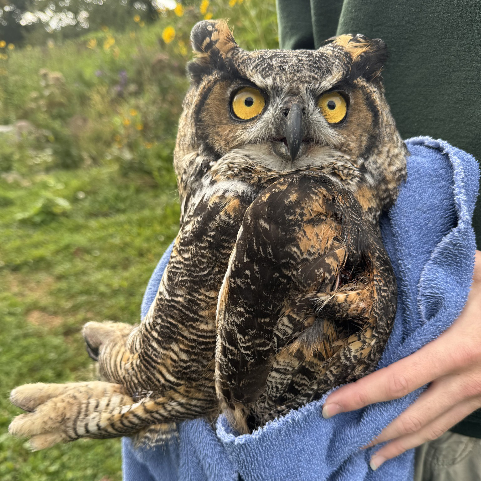 A Great Horned Owl is wrapped in a sky blue towel in a grassy outdoor setting. Her danger mittens overhang the edge of the towel, with feathers concealing her sharp talons. The towel, and owl within, is held by a rescuer wearing a dark mossy green shirt. In the daylight the owl's pupils are narrow within their golden yellow irises, and combined with an angular brow gives her a look of intense enmity at the situation. Total mood.