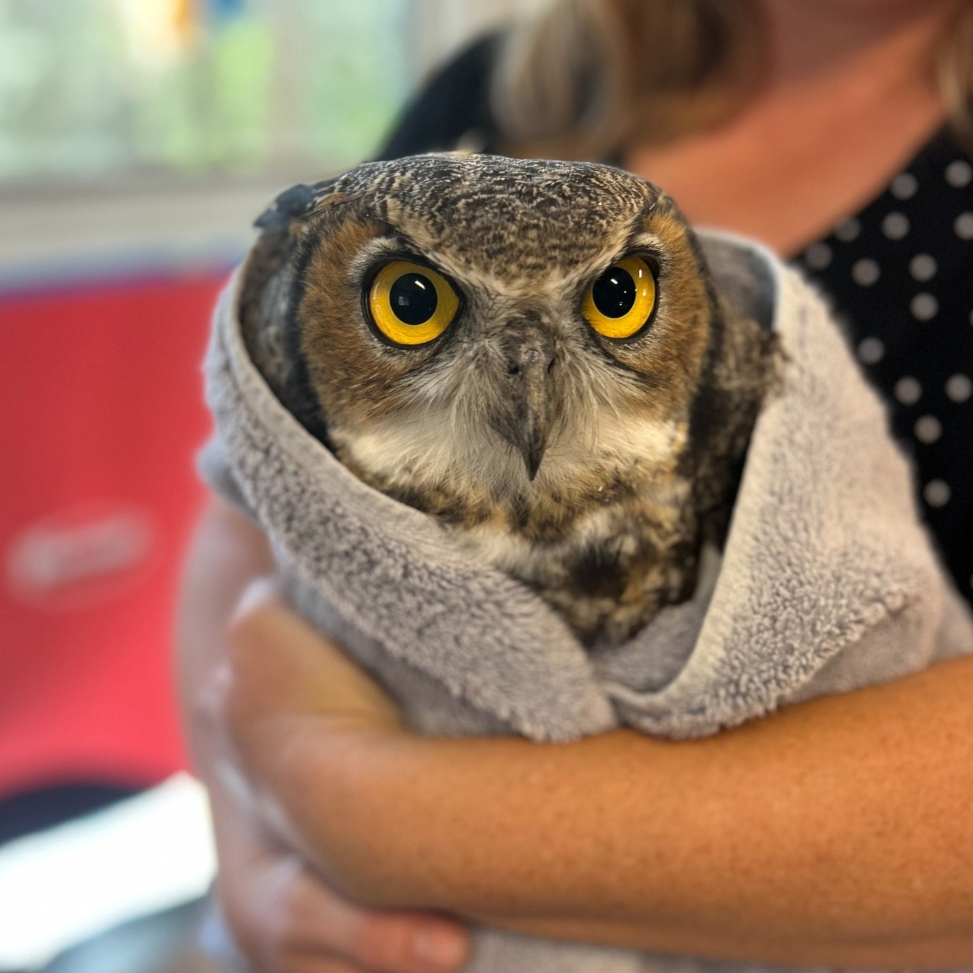 Close-up of an exceptionally photogenic Great Horned Owl wrapped in a light grey towel. The person behind wears a black top with white polka dots, and braces the bundle fully with their arms. The owl has flattened plumicorns, a rounded brow, mottled brown and white feathers, and a pair of large intensely-yellow eyes that stare into the soul of the camera.