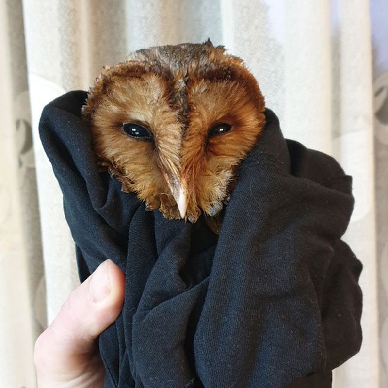 Eyes half-closed and plumage soaked, this Hungarian Barn Owl (not a particular subspecies by the way, but rather a Barn Owl that happens to hail from Hungary) is wrapped in a black cotton T-shirt. The owl's brown and tan feathers are drying from a soapy bath to remove fat and oil; the fallout of an unfortunate encounter with -- and incredibly fortunate rescue from -- a tub of machine grease.