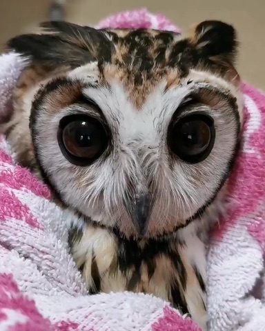 Gorgeous Panamanian striped owl &lsquo;Gema&rsquo;