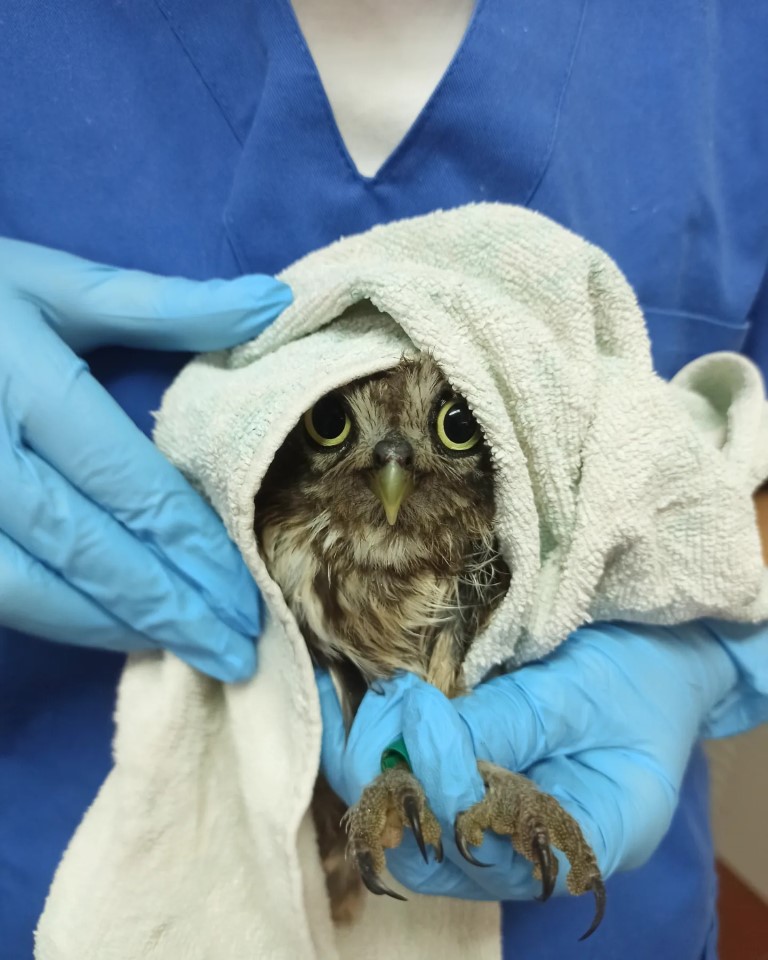 Little owl from Portugal