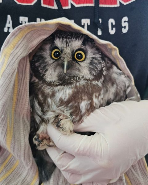 Rare Boreal Owl patient #2