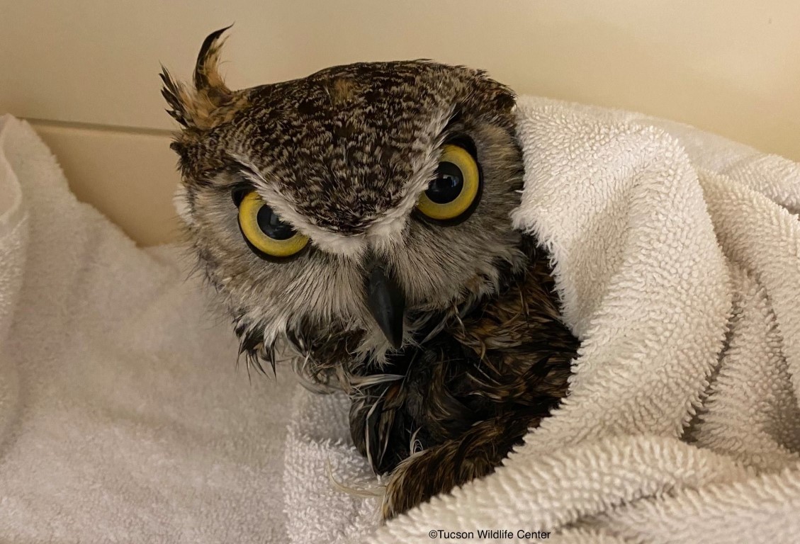 Ditch the glue traps!