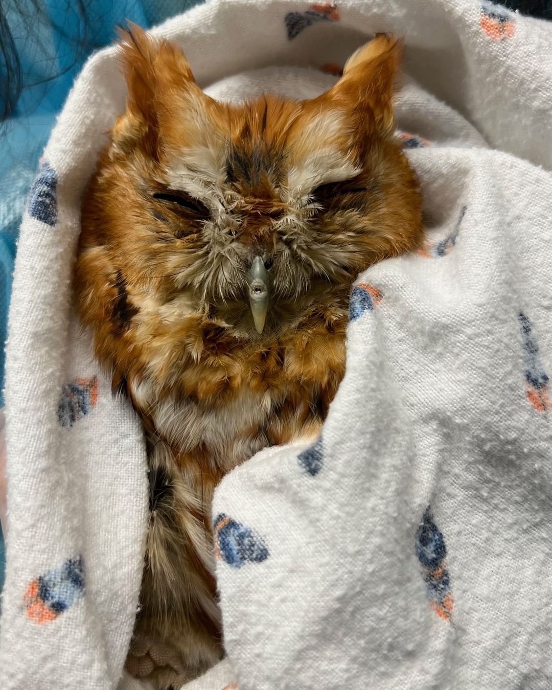 Eastern screech owl takes his medicine