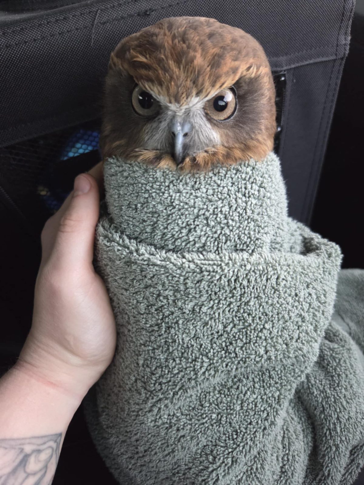 In the back seat of a vehicle the tattooed arm of a rescuer emerges from bottom left of frame to hold a bundle of Boobook. His look is brown feathers and brown eyes, firmly wrapped in a towel of muted eucalyptus green.

If we can project human emotions onto owls, his would be extreme ire bordering on bloodthirst, perhaps due to being wrapped like a common foodstuff. Or perhaps the stern V-shape of his brow is his natural look. Either way it's safe to assume he derives little pleasure from this predicament.