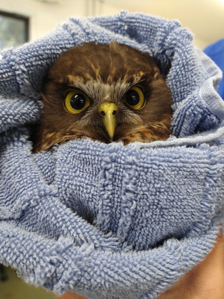 Angry Ruru makes the news