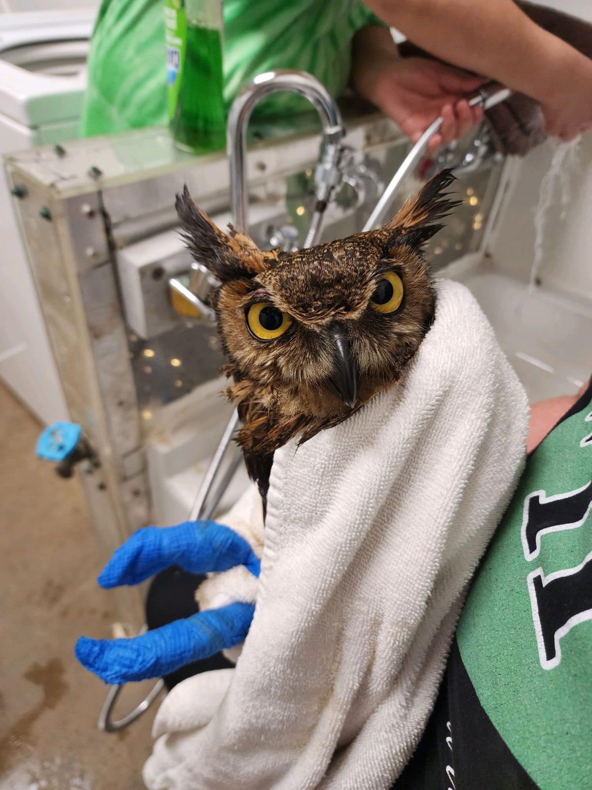 The owl is being held in a white towel, with only his head exposed. His feet, wrapped in blue material, poke outwards to the left of the towel. His large yellow eyes are wide open, partially obscured by his angry brow. His plumicorn/ear tufts are now upright and prominent, accentuating an intense expression as he looks directly at the camera. He looks one hundred percent ready to murder someone.