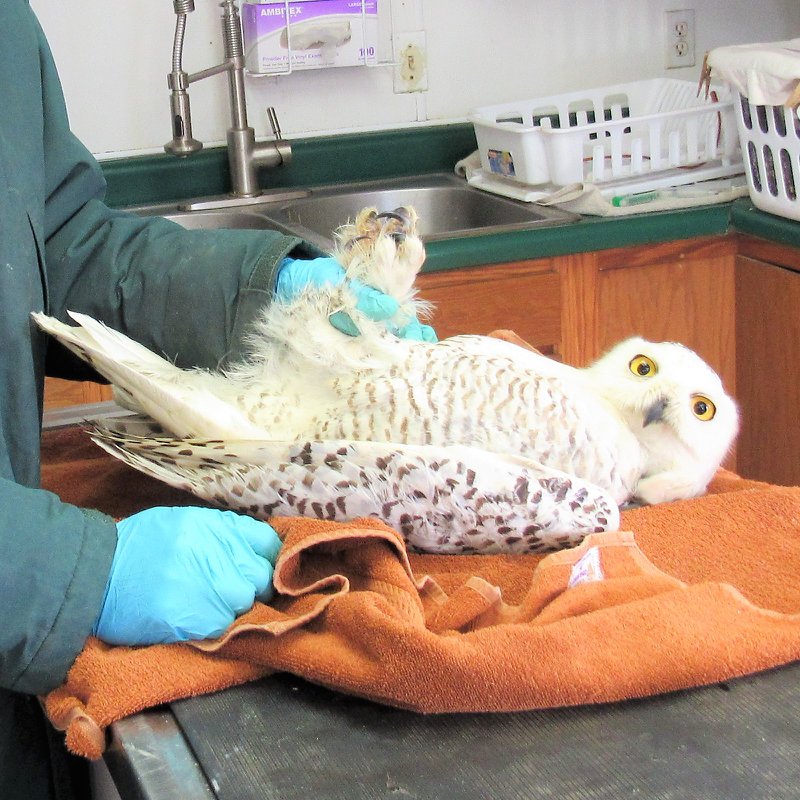 The same owl is now unwrapped and horizontal, being cushioned by the towel so she may be examined on a benchtop.