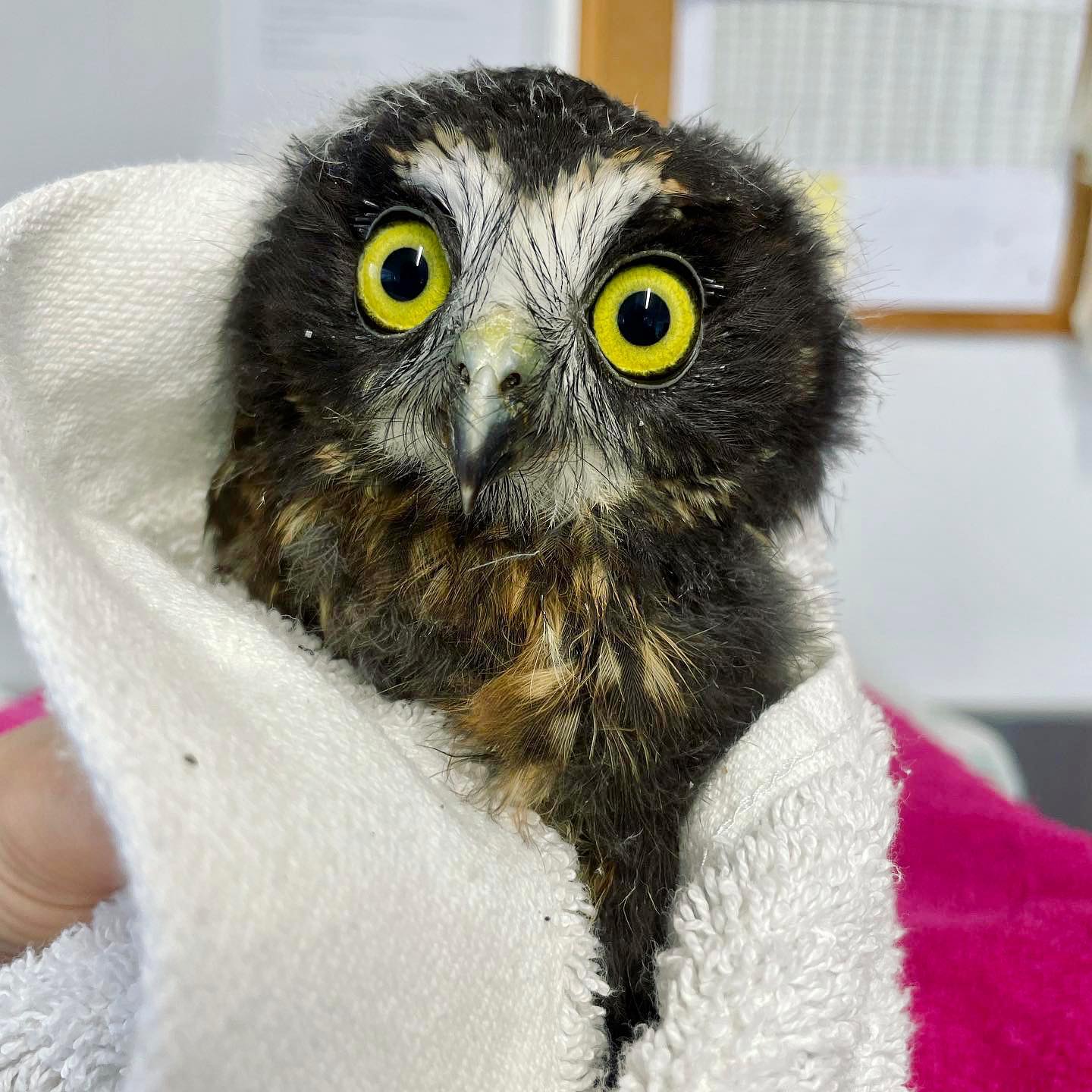 Baby Ruru checkup #4