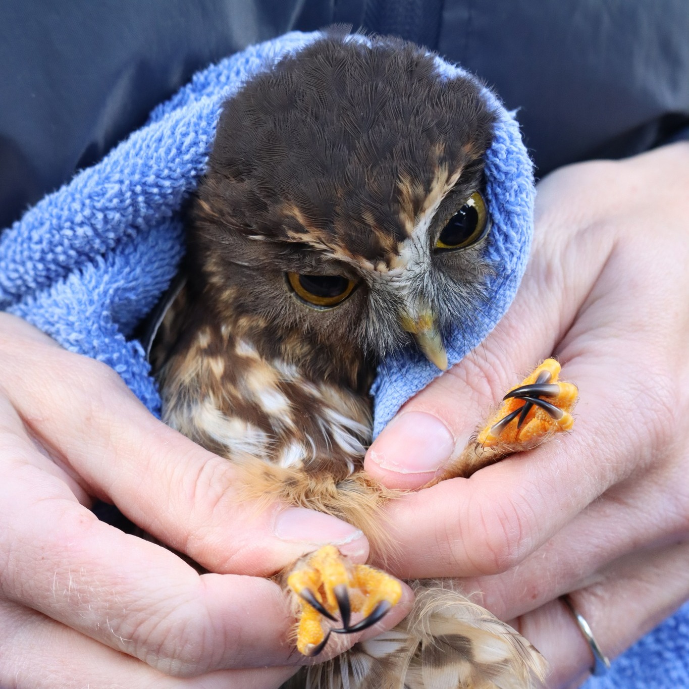 Tiny talons from Turakina