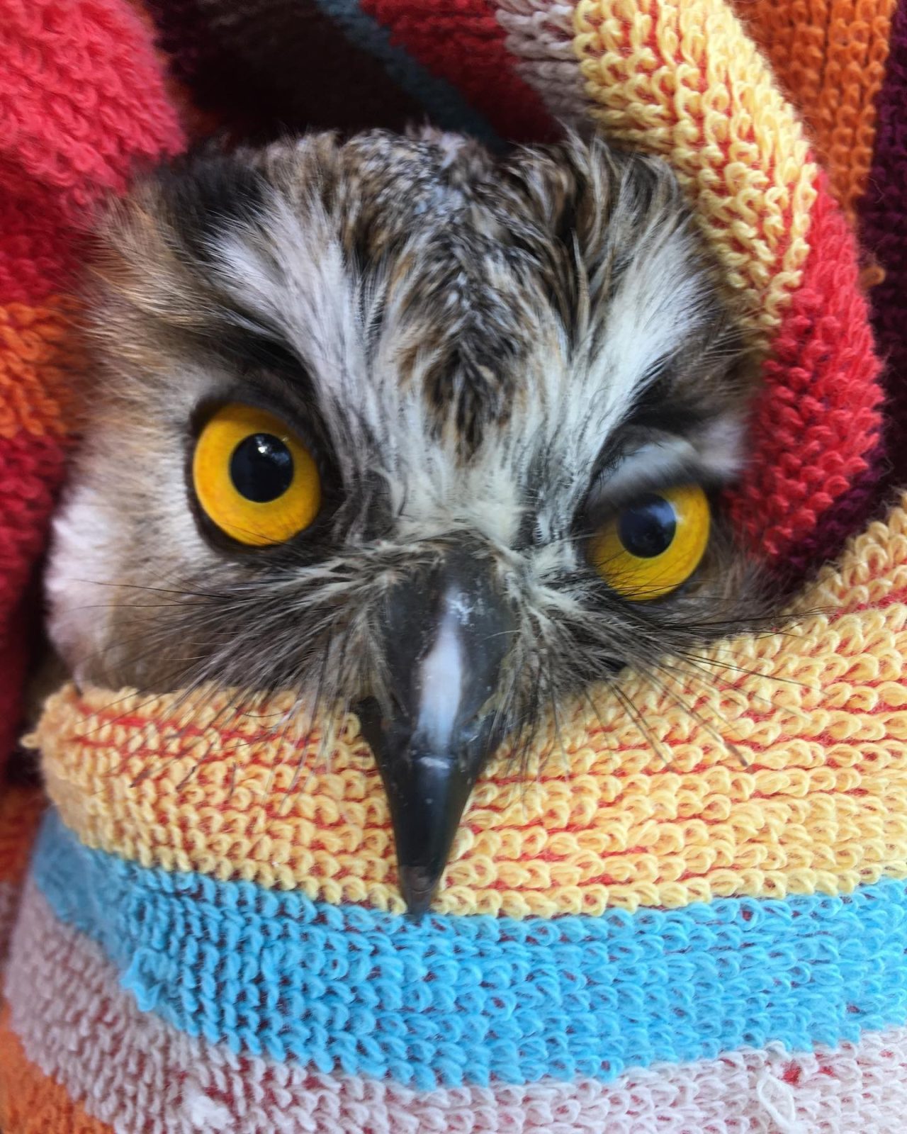 A Long-eared Owl is wrapped in a vibrant striped towel in shades of orange, sky blue, buttery yellow, watermelon red and plum. The owl has a large beak protruding over the edge of the fabric, and some fairly hefty rictal bristles a.k.a. whiskers to match.

The photographer has captured the owl mid-blink, and one of its amber eyes is partially closed. This gives the owl an expression that&mdash;if it were human&mdash;could be described as haughtiness or nonchalance, or a combination of the two.