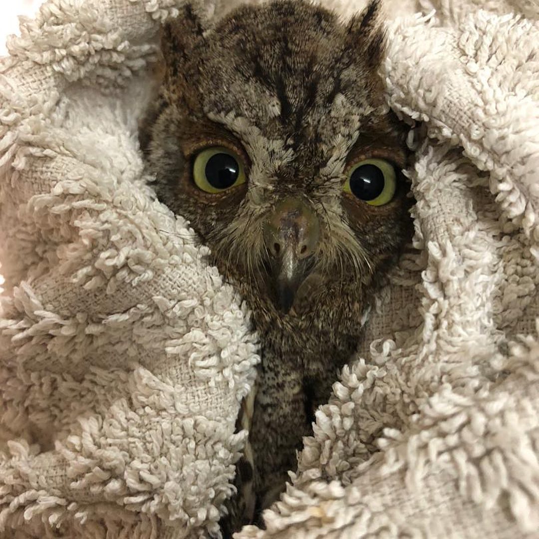 An African Scops Owl patient is wrapped in a towel for treatment at the Lilongwe Wildlife Centre in Malawi. The mottled brown and grey owl is partially camouflaged within the folds of the taupe towel, but its ear tufts (a.k.a. plumicorns), whiskers (a.k.a. rictal bristles) and pair of curious olivine eyes give it away.