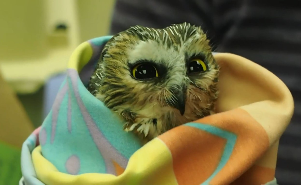 Dinnertime for Saw-whet owl