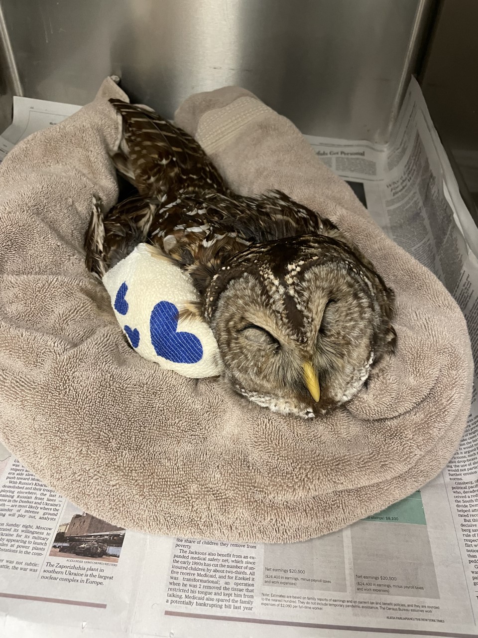 Stop barbed-wire fences