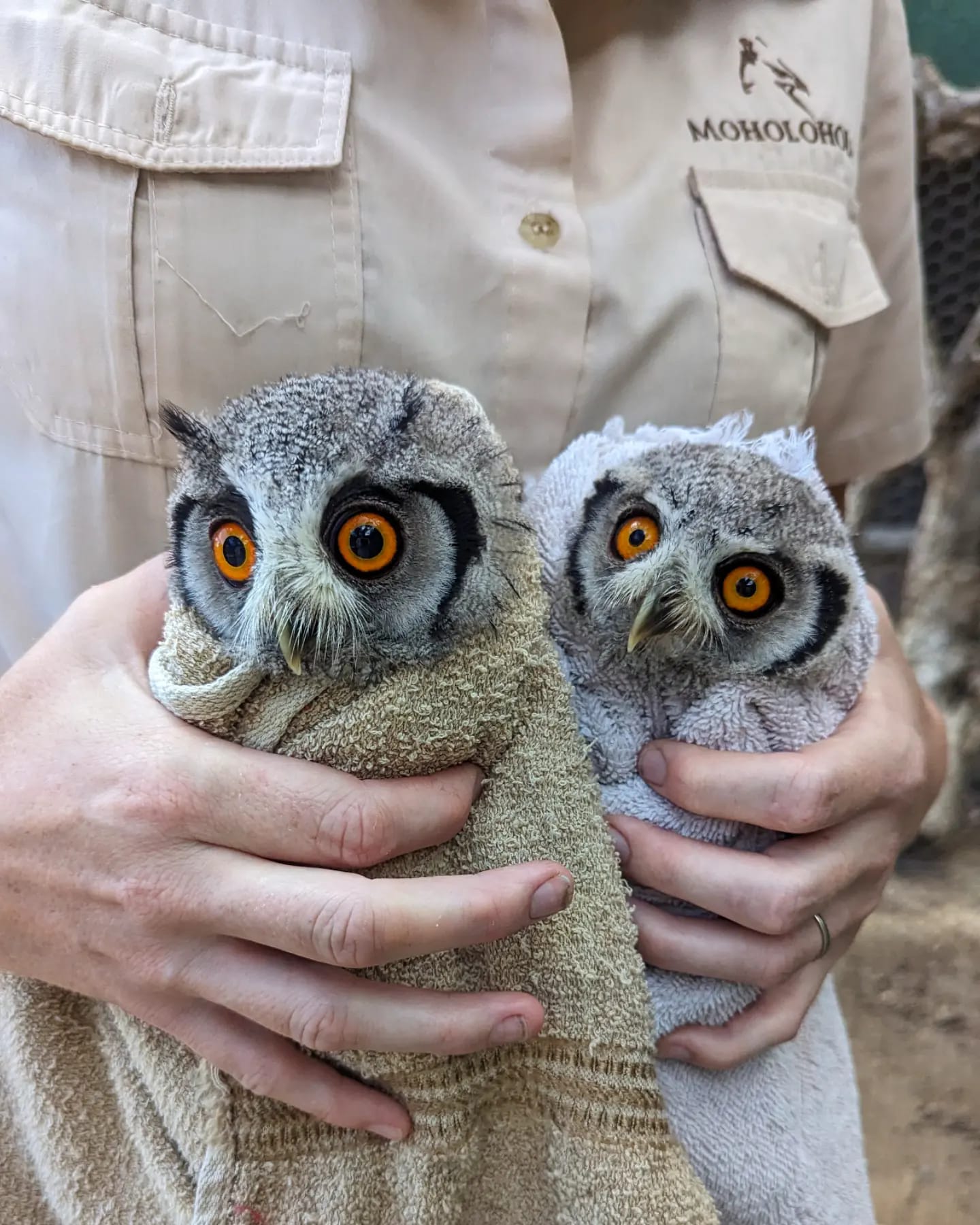 Double Trouble: pair of White-Faced owls