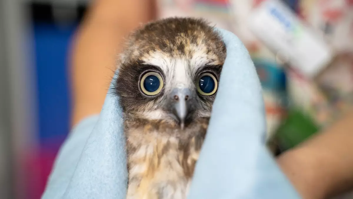 A closeup of a fledgling Australian Boobook with its head wrapped like a headscarf or cloak. The wrap is pale blue and made of fleece or felt. Being young, the owl's feathers are still a little fuzzy a mix of cream and chocolate. Those around its beak and brows are the lightest, forming a white mask in the shape of an X, flanked by a darker brown eye-shadow on the sides. The owl's eyes stare into the camera with pupils that are wide, but not completely black. There is a pale blue cloudiness to them that matches the wrap, giving this Boobook an overall ghostly look.