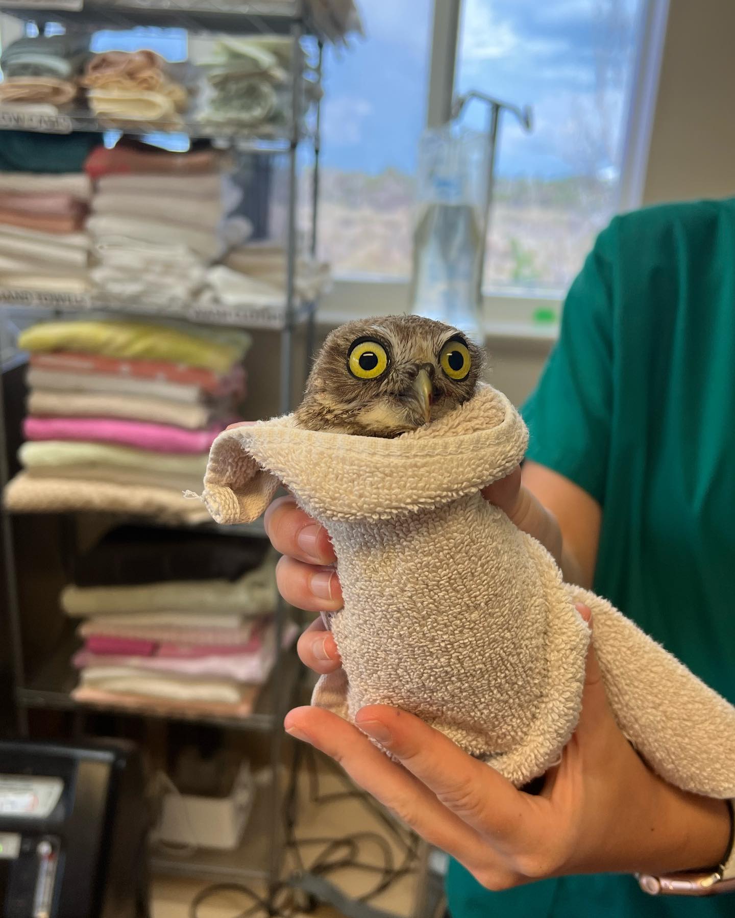 Burrowing Owl #2 &ndash; Fractured Coracoid