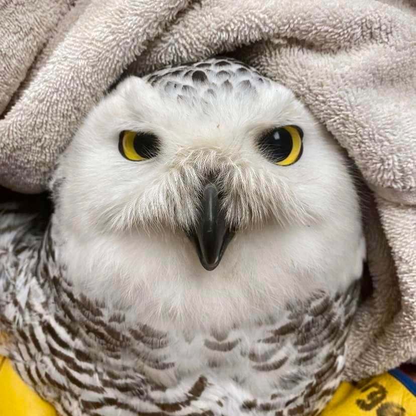 A Snowy Owl is enveloped by a plain, light taupe towel from above, and a pair of thick yellow gloves from below. Her eyes are a perfect match to the gloves, and square to the camera. She has thin black bars across her chest and top of head, being the exception to her otherwise snowy plumage. Her rictal bristles are white and pronounced in the shape of a wide triangle (like a coat hanger without a hook), the peak of which starting at the centre of her eyes and hanging halfway down her black beak. It's comparable to a human growing a moustache above their nose and a little strange if you ask me, but that's how nature goes sometimes. Fun fact: there is currently no emoji or Unicode character for a coat hanger.