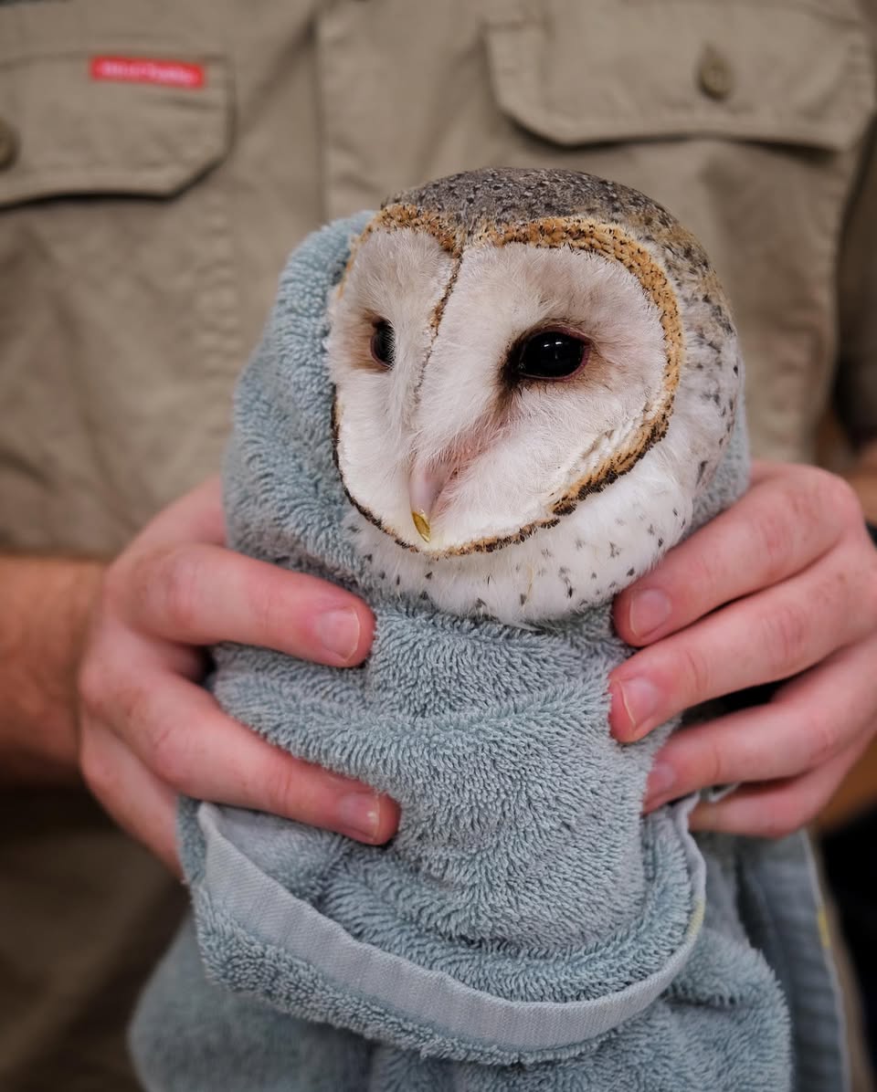 A Barn Owl is wrapped in a light slate-blue towel, head rotated to the side like a model. The rehabilitator wears a khaki uniform, and holds the bundle of towel with their bare fingers. The owl has mostly white feathers except for a heart-shaped band around his facial disc that appears charred on the edges (no fire, it only looks that way), as well as a coat of dark ashy patterning at the top of his head which fades to a collar of speckles around his neck.