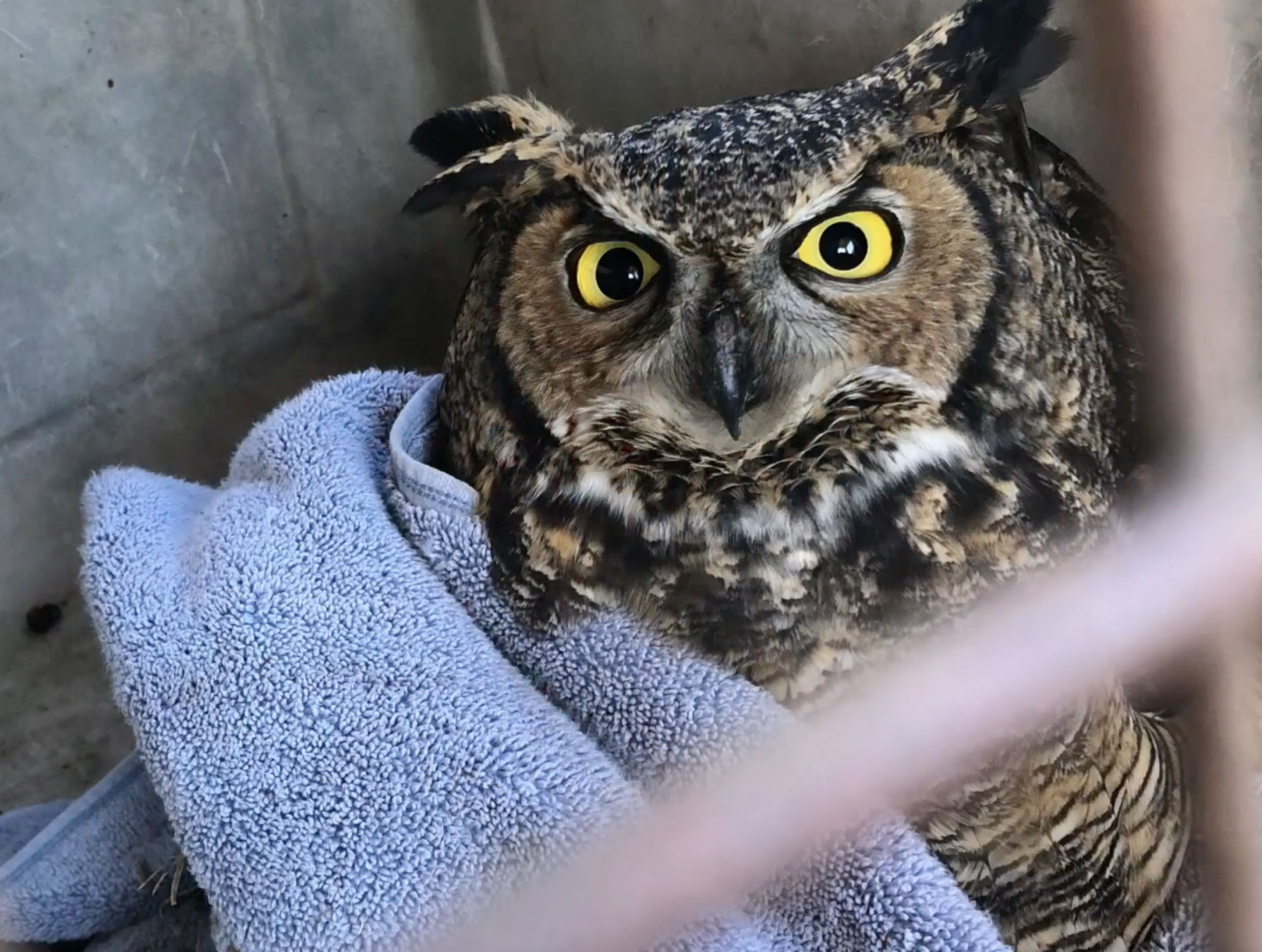 Great (horned) rescue and release