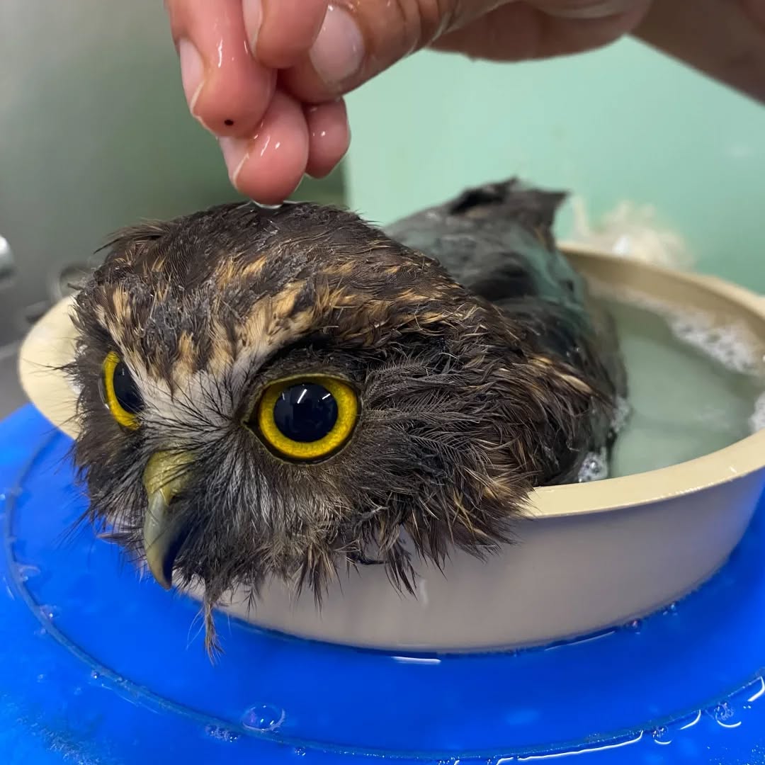 Photo 3 shows a very matted looking ruru in the background, sitting on dry towels. The foreground is a pile of the plant seeds, pods and stringy pieces of vegetation that have been removed from the owl. Mixed in amongst this are a few sacrificial feathers. The owl's eyes are lazily focused on something above its field of view. It appears extremely grumpy for some reason.