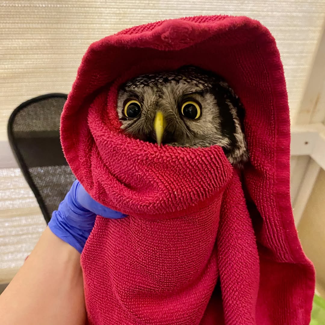Rehabilitating a Northern Hawk Owl Pt. 2
