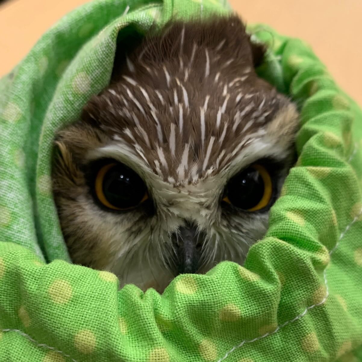 Saw-Whet Snug for Science