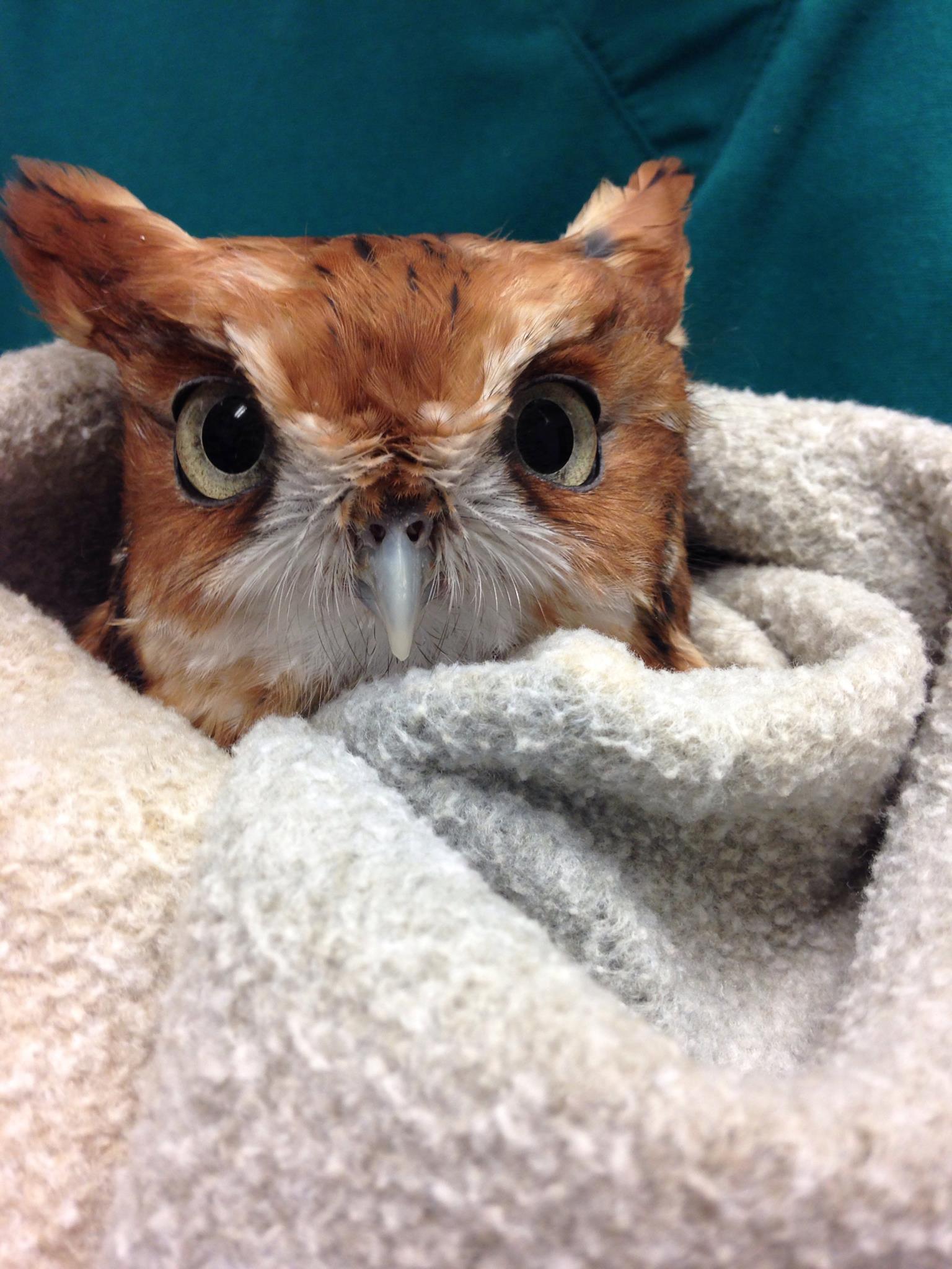 Beak and talon trimming time