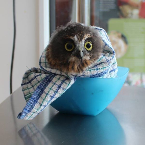 Owl in a Bowl