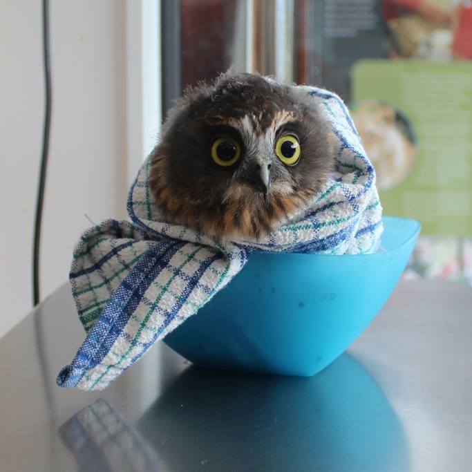 Owl in a Bowl