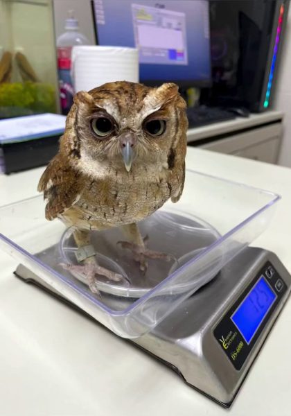 Couchie's right foot is banded. He stands at ease inside a transparent perspex tray atop an electronic scale. The LCD is backlit in electric blue and reads 125 (presumably grams) in seven-segment digit display. Speaking of digits, Couchie's feet (and all Owls' feet for that matter) are zygodactyl, meaning having two toes facing forward and two back. The resulting &lsquo;X&rsquo; shape, shown here on this model's pink-grey toes, is helpful for climbing and gripping tree trunks. The back outer digits can be rotated to face forward as well, a trait Owls share with Ospreys.