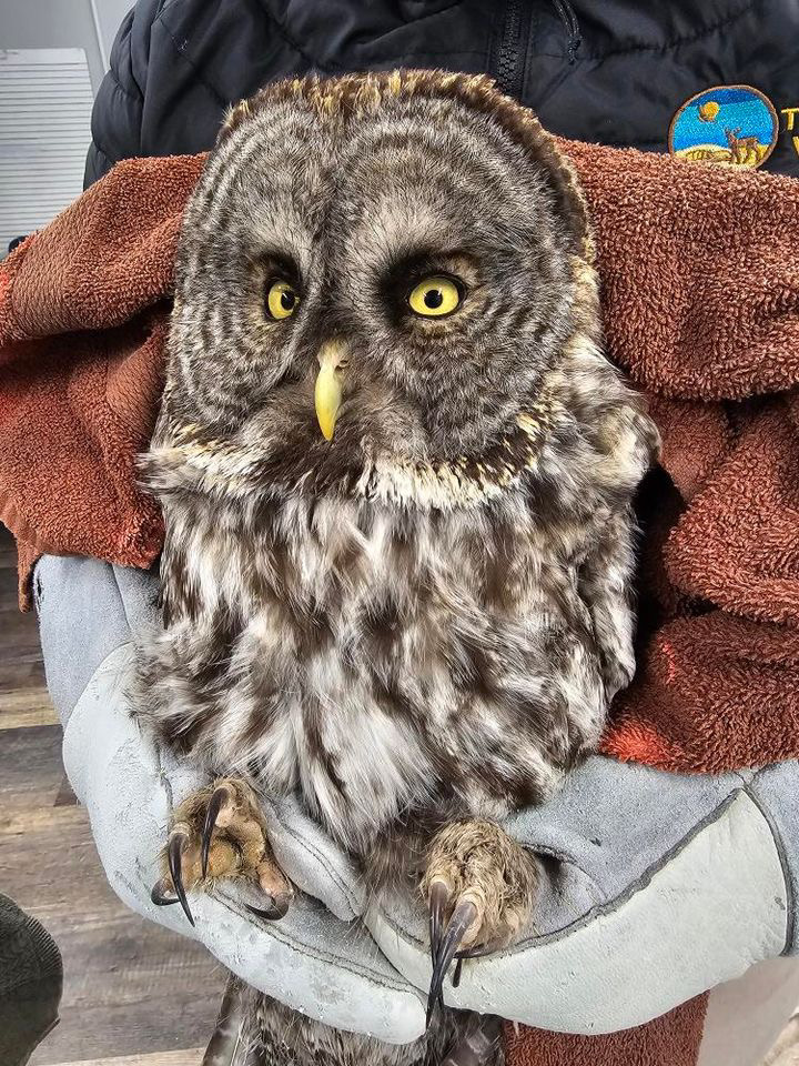 Great Gray Owl Exam