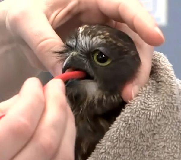 Thirsty ruru after surgery