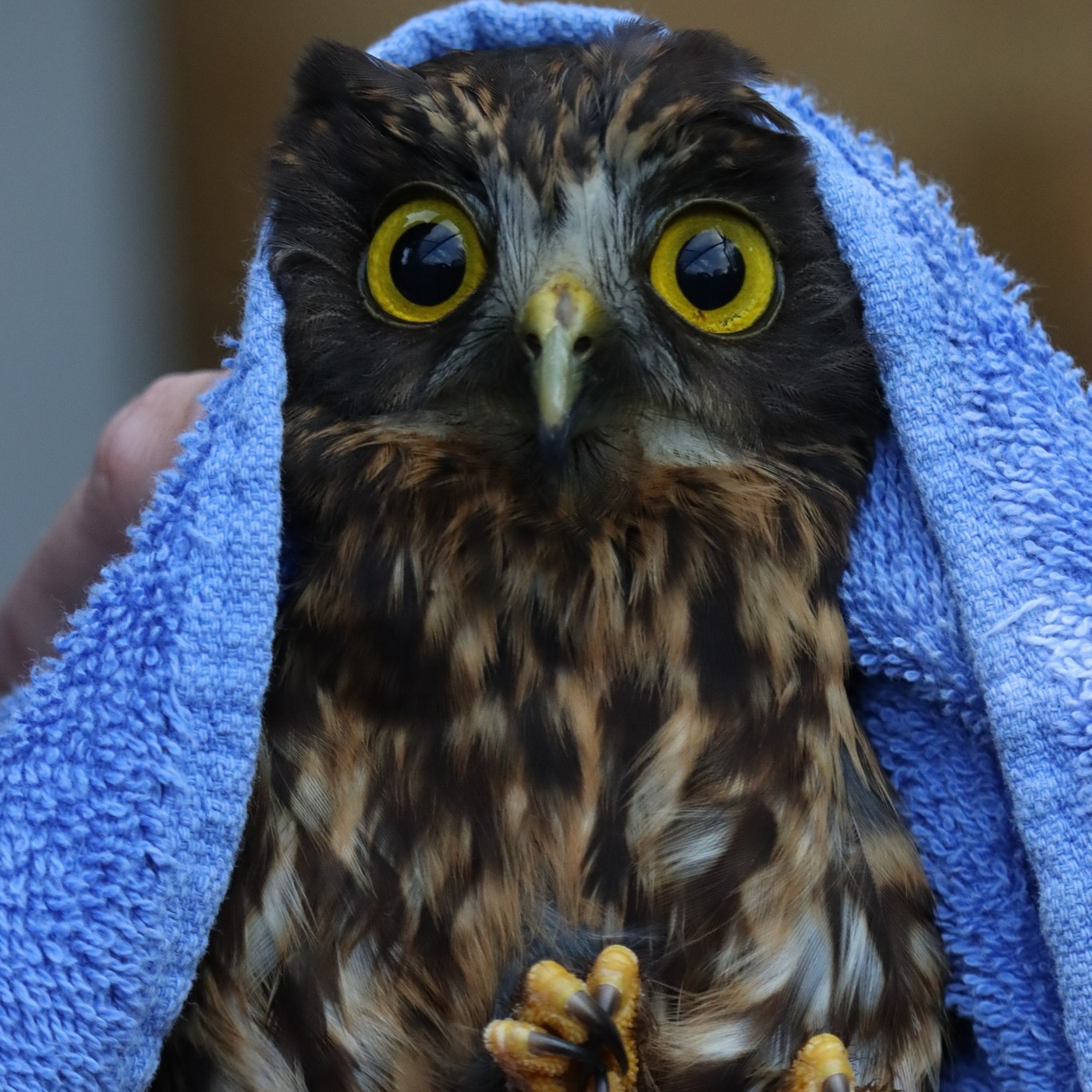 Ruru Assessed for Vision