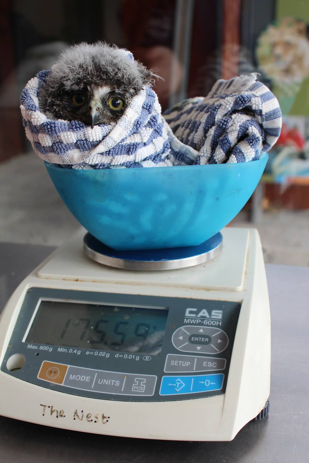 This is the same owl in the same bowl, but many weeks prior. Its juvenile white fluffy down feathers are much more conspicuous in this picture, making its tiny head poking out from the towel appear grey and floofy. The scale reads 175.59. Presumably the unit is grams. It is not clear if the combined tare weight (of the tea towel and bowl) has been brought into account.