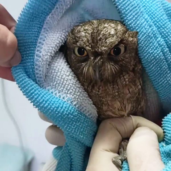 Pulling out the scops