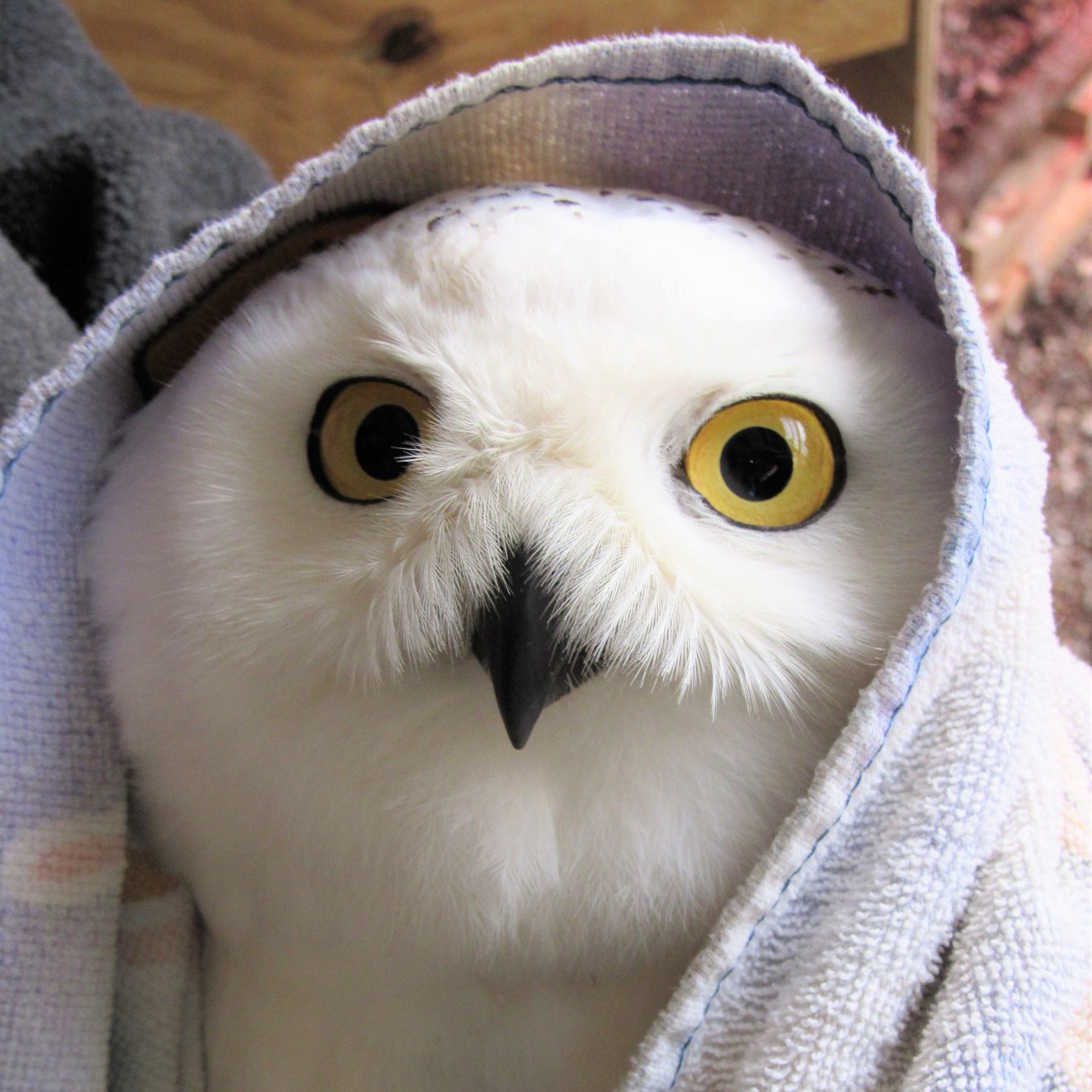 A Snowy Owl is wrapped in a patterned towel, with wide yellow eyes looking at the camera.