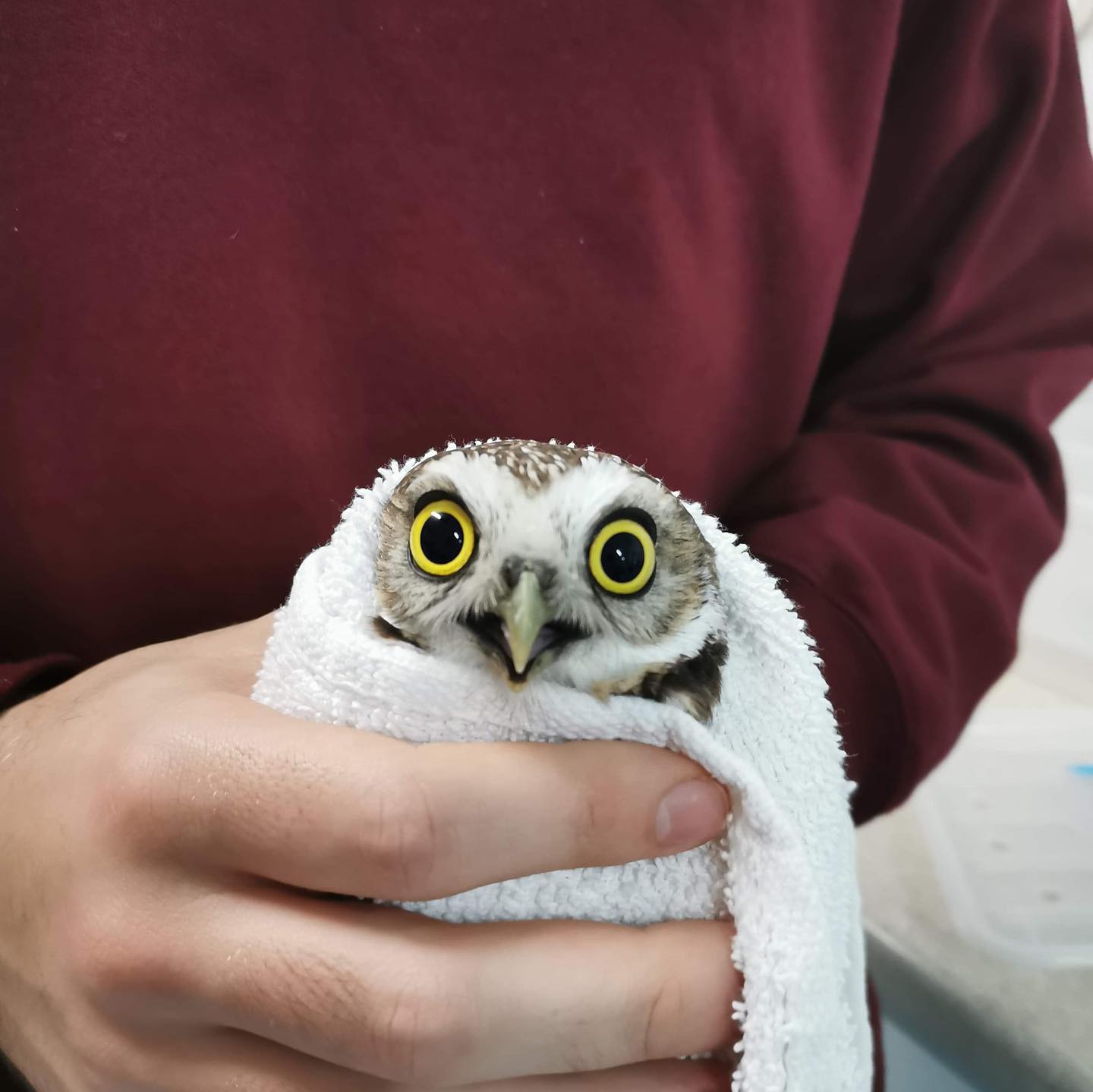 This BUOW&rsquo;s expression is priceless